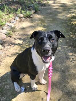 Pit Bull Terrier and Border Collie Dogs Available for Adoption - Sammy | PetCurious