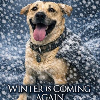 Retriever Dogs Available for Adoption in Greenville, South Carolina - Kibble | PetCurious