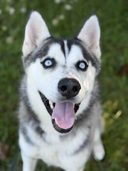 GOOFUS MCDOOFUS -  Siberian Husky Dog for Adoption in Fort Wayne, Indiana - GOOFUS MCDOOFUS | PetCurious