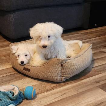 Axel -  Poodle Dog for Adoption in Phoenix, Arizona - Axel | PetCurious