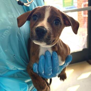 Pit Bull Terrier and Mixed Breed Dogs Available for Adoption - Dawn | PetCurious