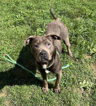 Atlas -  Mixed Breed Dog for Adoption in Youngstown, Ohio - Atlas | PetCurious