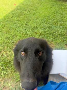 Bama -  Mixed Breed Dog for Adoption in Gallatin, Tennessee - Bama | PetCurious