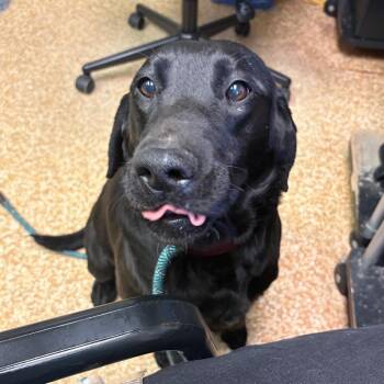 Black Labrador Retriever Dogs Available for Adoption in Chehalis, Washington - Maisy | PetCurious