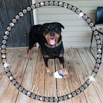 Rescue Rottweiler Dogs for Adoption in East St. Louis, Illinois - Shadow | PetCurious