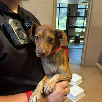 Bear -  Mixed Breed Dog for Adoption in Gadsden, Alabama - Bear | PetCurious