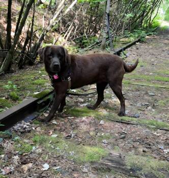 Nova -  Labrador Retriever Dog for Adoption in Lunenburg, Vermont - Nova | PetCurious