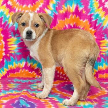 Mixed Breed Dogs Available for Adoption in Troy, Ohio - Ethel | PetCurious
