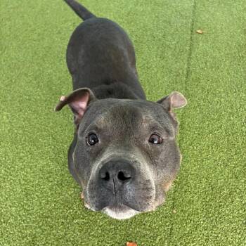 Lemur -  Pit Bull Terrier Dog for Adoption in Greensboro, North Carolina - Lemur | PetCurious