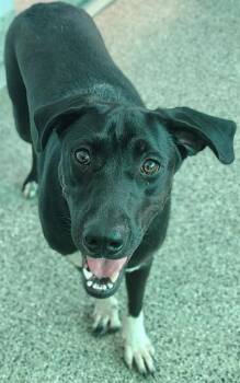 A139312 -  Mixed Breed Dog for Adoption in Palmetto, Florida - A139312 | PetCurious