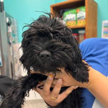 Michael Myers -  Shih Tzu Dog for Adoption in Wilmington, Delaware - Michael Myers | PetCurious