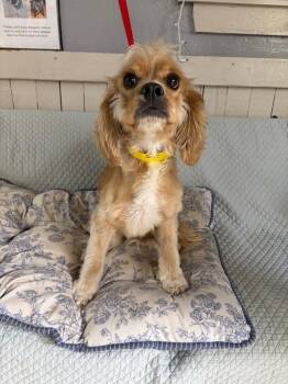Samson -  Cocker Spaniel Dog for Adoption in Fort Worth, Texas - Samson | PetCurious