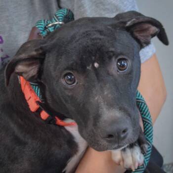 Letty -  American Staffordshire Terrier and American Bulldog Dog for Adoption in Huntley, Illinois - Letty | PetCurious