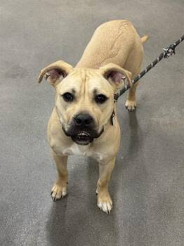 Boxer and Mixed Breed Dogs Available for Adoption - COTTON | PetCurious