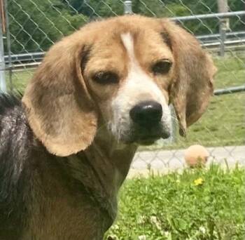 Sassie -  Beagle Dog Available for Adoption in Glasgow, Kentucky - Sassie | PetCurious