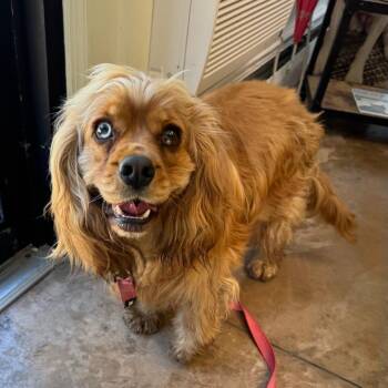 Samson -  Cavalier King Charles Spaniel and Cocker Spaniel Dog for Adoption in Riverwoods, Illinois - Samson | PetCurious