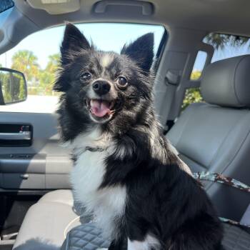 Flower-ADOPTION PENDING -  Mixed Breed Dog for Adoption in Mount Pleasant, South Carolina - Flower-ADOPTION PENDING | PetCurious