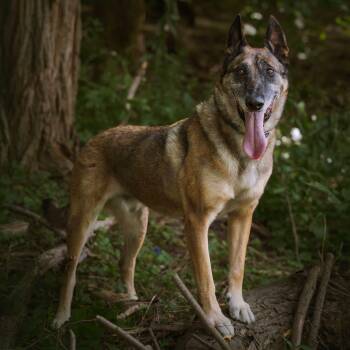 Max -  Belgian Shepherd Malinois Dog for Adoption in Saint-basile, Quebec - Max | PetCurious