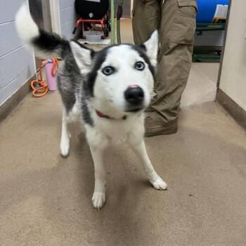 Mixed Breed Dogs Available for Adoption - Bailey | PetCurious