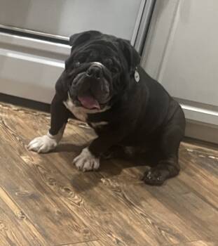 Rescue English Bulldog Dogs for Adoption in Plymouth, Michigan - Bull Baby | PetCurious