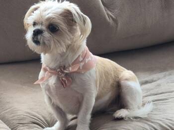 Lulu -  Shih Tzu Dog for Adoption in Greenville, South Carolina - Lulu | PetCurious