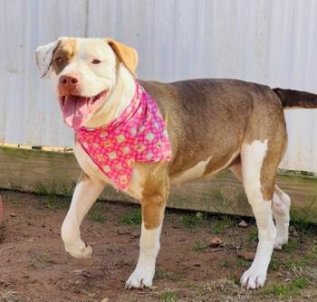Rescue Pit Bull Terrier and Mixed Breed Dogs for Adoption in Seneca, South Carolina - Bubbie $85 | PetCurious
