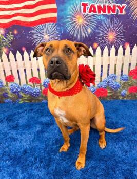 Tanny -  Mixed Breed Dog for Adoption in Flint, Michigan - Tanny | PetCurious