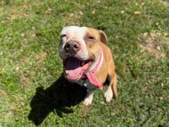 Clover the Luckiest Girl -  Staffordshire Bull Terrier and Pit Bull Terrier Dog for Adoption in Friendswood, Texas - Clover The Luckiest Girl | PetCurious