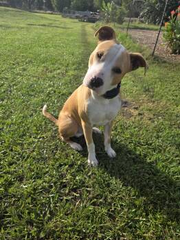 Tucker -  Mixed Breed Dog for Adoption in Polk City, Florida - Tucker | PetCurious