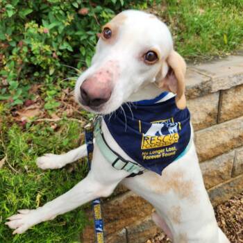 Hound and Mixed Breed Dogs Available for Adoption in Falls Church, Virginia - Fritz | PetCurious