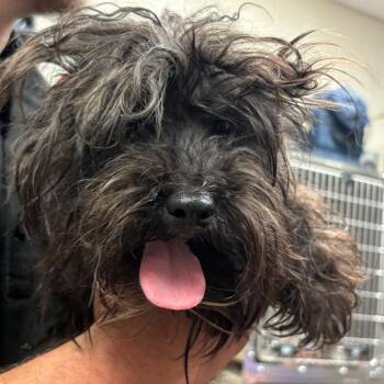 Maltese Dogs Available for Adoption in Hinesville, Georgia - Scrappy | PetCurious