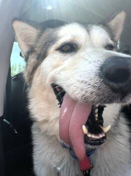 Rescue Alaskan Malamute Dogs for Adoption in Berryville, Virginia - Mackie | PetCurious