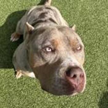 London -  American Bully Dog for Adoption in Hilliard, Ohio - London | PetCurious