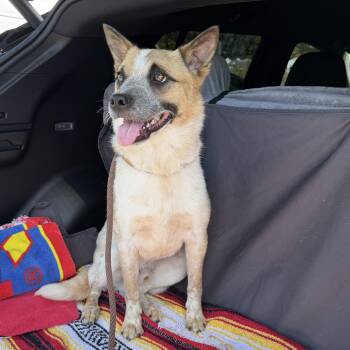 Strider -  Australian Cattle Dog Blue Heeler Dog for Adoption in Los Angeles, California - Strider | PetCurious