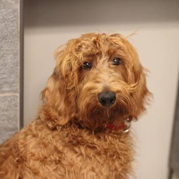 Rescue Poodle Dogs for Adoption in Cooperstown, New York - Redd | PetCurious