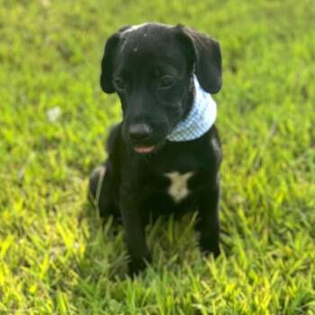 Wes -  Pug and Chihuahua Dog for Adoption - Wes | PetCurious