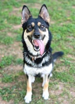 German Shepherd Dog Dogs Available for Adoption in Sacramento, California - MIREYA | PetCurious