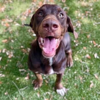 Wander -  Mixed Breed Dog for Adoption in Milton, Florida - Wander | PetCurious