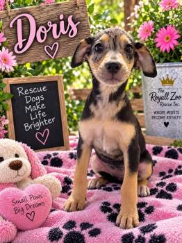 Doris -  Catahoula Leopard Dog Dog for Adoption in New London, Wisconsin - Doris | PetCurious