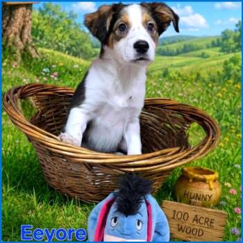 Mixed Breed Dogs Available for Adoption in Joliet, Illinois - Eeyore | PetCurious