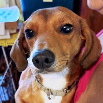 Perlie Belmont -  Dachshund and Beagle Dog for Adoption in London, Ohio - Perlie Belmont | PetCurious