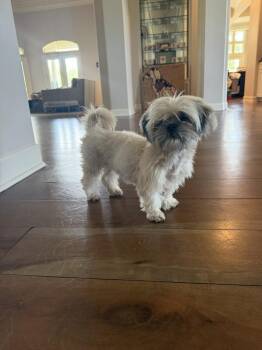 Sylvie -  Shih Tzu Dog for Adoption in Richmond, Texas - Sylvie | PetCurious