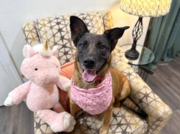 Susu Sunshine Sweetie -  German Shepherd Dog and Belgian Shepherd Malinois Dog for Adoption in Friendswood, Texas - Susu Sunshine Sweetie | PetCurious