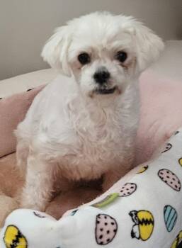 Rose -  Maltipoo Dog for Adoption in Centerville, Georgia - Rose | PetCurious