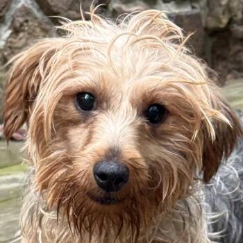 JOSIE -  Yorkie Poo Dog for Adoption in Chicopee, Massachusetts - JOSIE | PetCurious