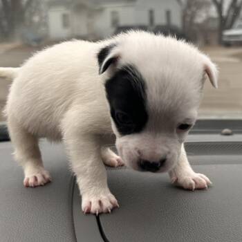 Pit Bull Terrier Dogs Available for Adoption - Helena | PetCurious