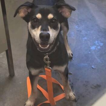Pierogi -  Mixed Breed Dog for Adoption in Pittsburgh, Pennsylvania - Pierogi | PetCurious