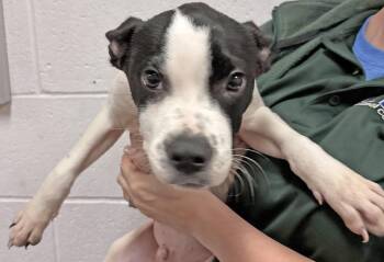 Luke -  Pit Bull Terrier Dog for Adoption in Columbus, Indiana - Luke | PetCurious