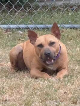 Ruby -  Jack Russell Terrier and Terrier Dog Available for Adoption in Hartsville, South Carolina - Ruby | PetCurious
