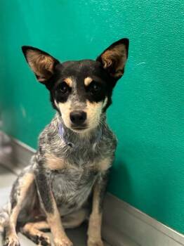 A255845 -  Australian Cattle Dog Blue Heeler and Mixed Breed Dog for Adoption in Visalia, California - A255845 | PetCurious